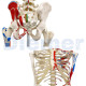 Human Skeleton 11